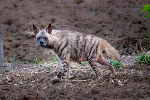 From Jaipur: Sariska National Park Day Tour with Jeep Safari