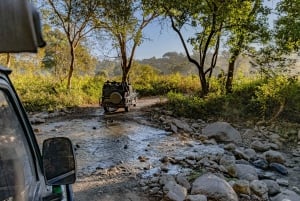 From Jaipur: Sariska National Park Day Tour with Jeep Safari