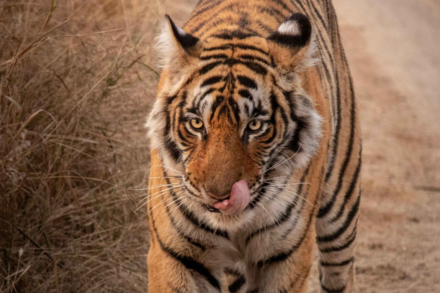 Depuis Jaipur : Excursion d'une journée dans le parc national de Sariska avec safari