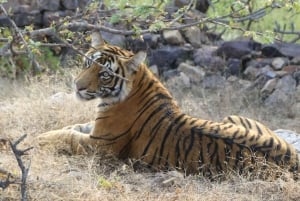 Desde Jaipur Excursión de un día al Parque Nacional de Sariska con Safari