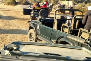 Desde Jaipur Excursión de un día al Parque Nacional de Sariska con Safari