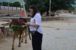 ジャイプール発：寺院の町プシュカル日帰りツアー（ラクダサファリ付き）
