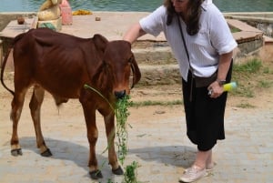 ジャイプール発：寺院の町プシュカル日帰りツアー（ラクダサファリ付き）