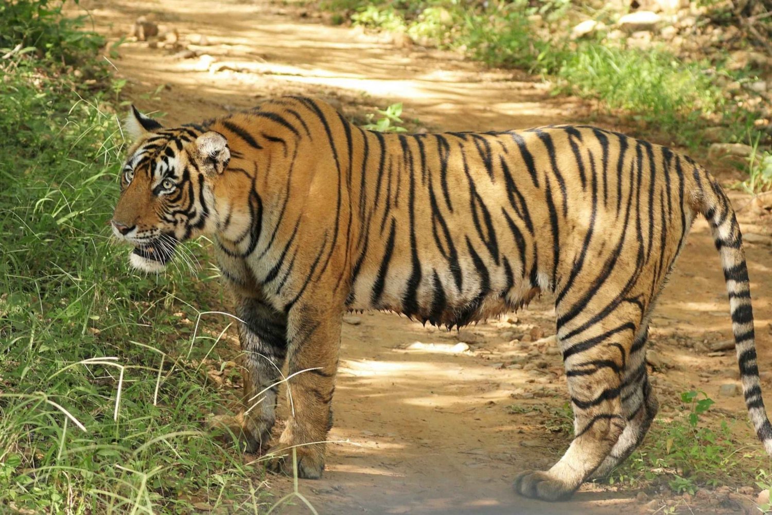 From Delhi: 5-Day Tiger Safari & Golden Triangle Tour by Car