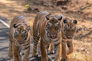Von Ranthambore aus: Offizielle Tigersafari im Kanter mit Guide