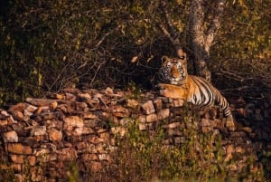 Von Ranthambore aus: Offizielle Tigersafari im Kanter mit Guide