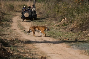 Von Ranthambore aus: Offizielle Tigersafari im Kanter mit Guide