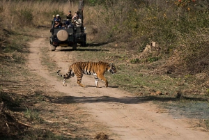 From Ranthambore: Official Tiger Safari in Canter With Guide