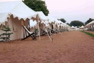 Hele dag pushkar tour vanuit jaipur met gids+kameel/jeepsafari