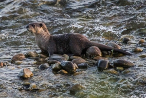 Delhi-Agra-Jaipur Gulltriangel flerdagstur med safari