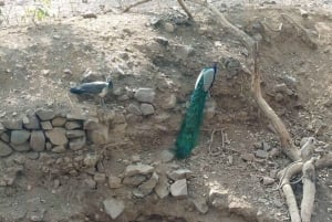 Delhi-Agra-Jaipur Gulltriangel flerdagstur med safari