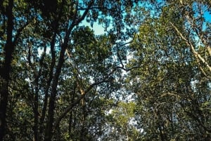 Triangolo d'oro con Corbett Park – Tour (7 notti/8 giorni)