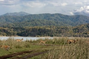 Triangolo d'oro con Corbett Park – Tour (7 notti/8 giorni)