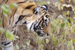 Fra New Delhi: Den Gyldne Trekant med Ranthambore 4N/5D