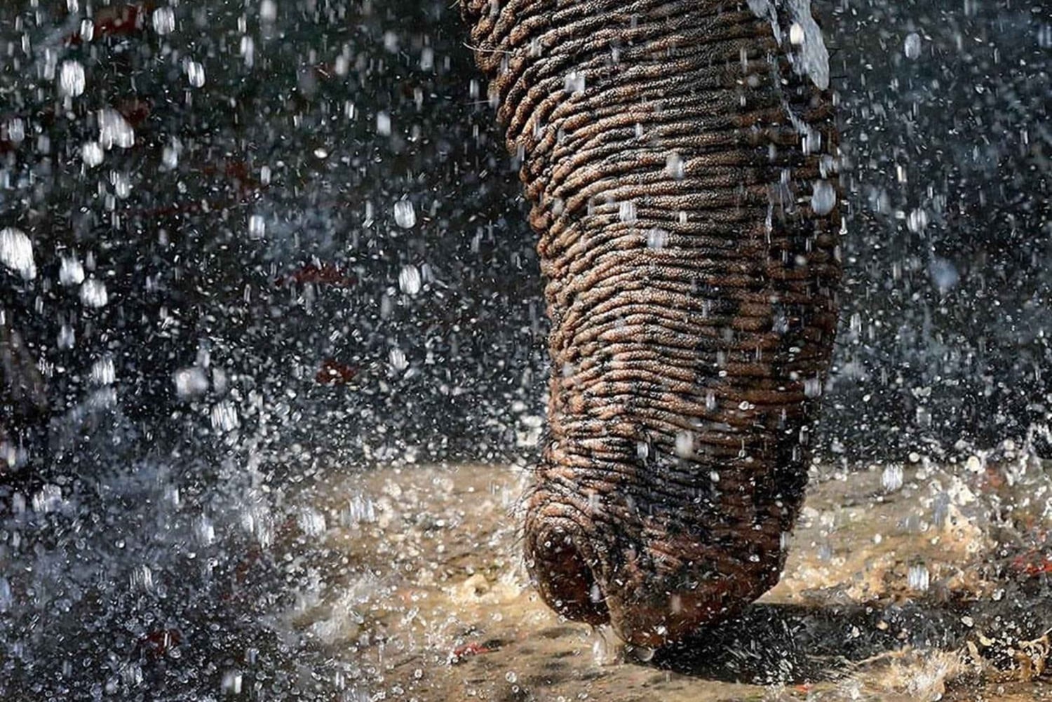 Golden Triangle with SOS Sanctuary Tour from Delhi: 4- Days