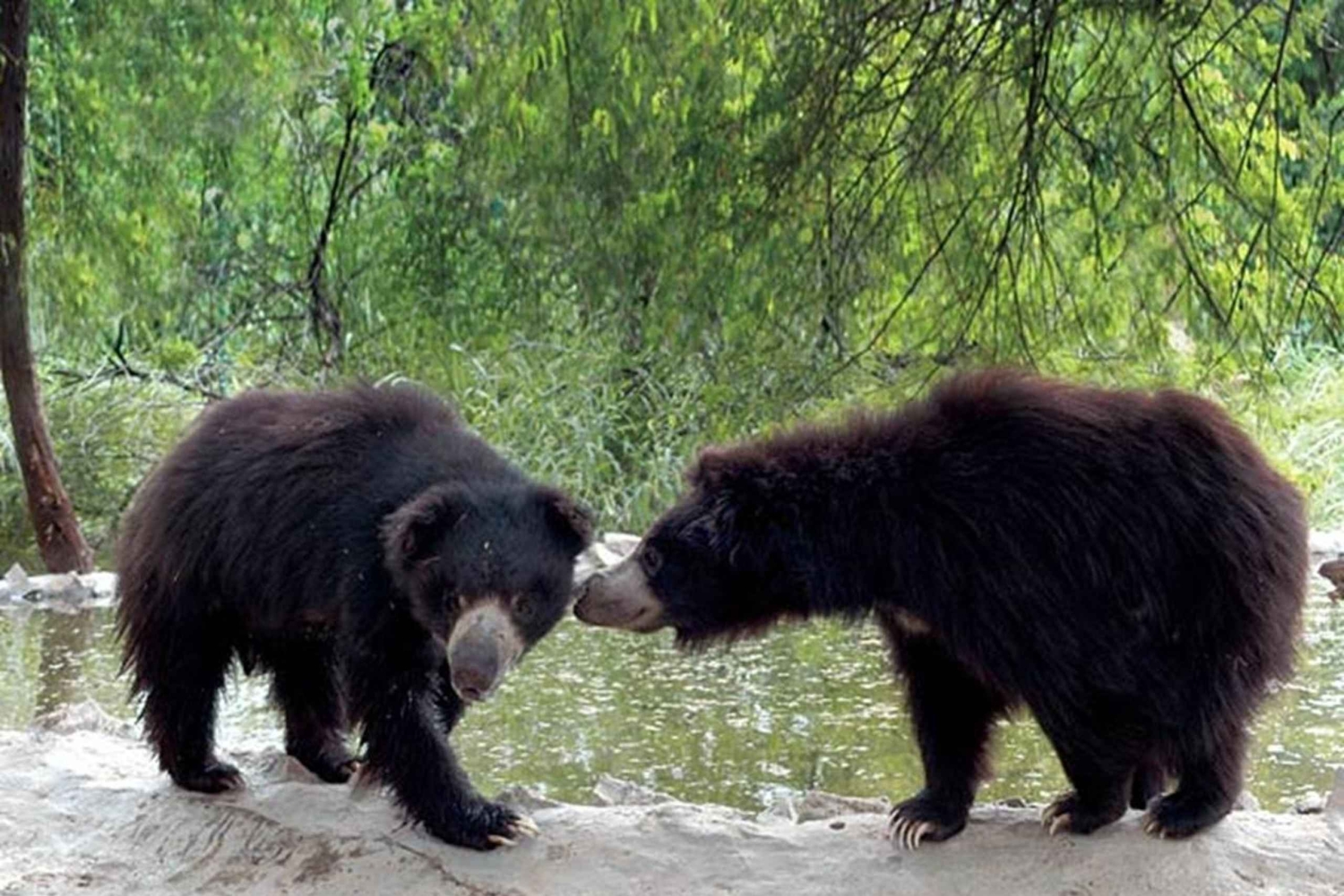 Golden Triangle with SOS Sanctuary Tour from Delhi: 4- Days