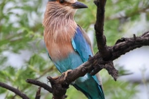 Hike/Trek/Nature Walk with Sunrise Views, Birding & CityView