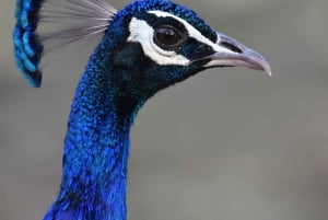 Hike/Trek/Nature Walk with Sunrise Views, Birding & CityView