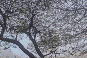 Hike/Trek/Nature Walk with Sunrise Views, Birding & CityView