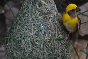 Hike/Trek/Nature Walk with Sunrise Views, Birding & CityView