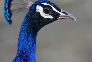 Hike/Trek/Nature Walk with Sunrise Views, Birding & CityView