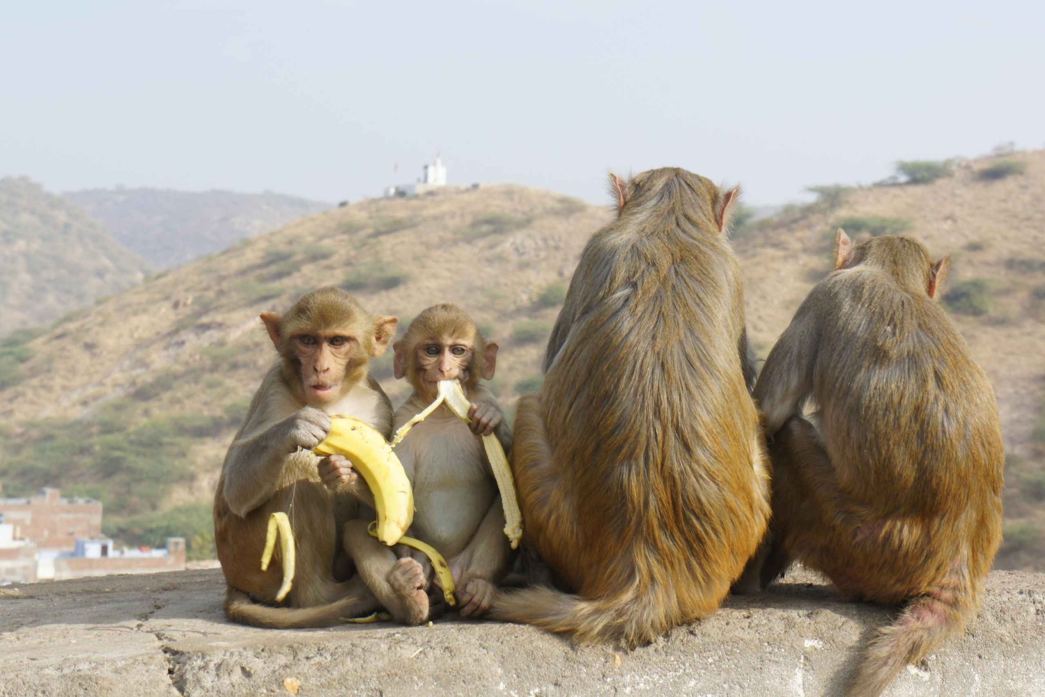 Jaipur: 2-dages privat tur med en professionel turguide