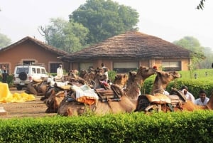 Jaipur: Haunted Bhangarh Fort and Abhaneri Stepwell Day Trip