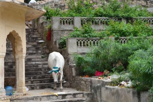 Jaipur: Tour di un giorno del Forte di Amber, del Palazzo della Città e dell'Hawa Mahal