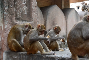 Jaipur: Tour di un giorno del Forte di Amber, del Palazzo della Città e dell'Hawa Mahal