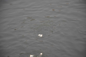 Jaipur: Tour di un giorno del Forte di Amber, del Palazzo della Città e dell'Hawa Mahal