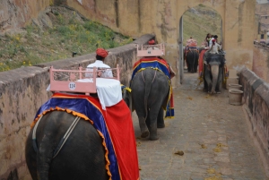Jaipur: Tour di un giorno del Forte di Amber, del Palazzo della Città e dell'Hawa Mahal