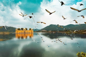 Jaipur: Amber Fort, Stepwell og Jal Mahal med henting