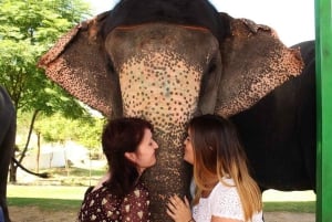 Jaipur: Amer fort, Hawa Mahal e Elefantastic Jaipur Tour