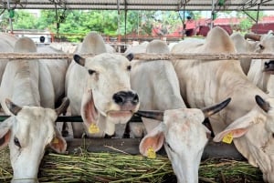 Jaipur: Birla Mandir ja Gaushala. 2 tunnin kulttuurikokemus