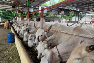 Jaipur: Birla Mandir ja Gaushala. 2 tunnin kulttuurikokemus