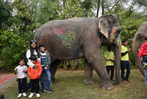 Jaipur: Stadtführung mit Elefanten-Interaktion