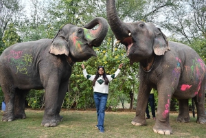 ジャイプール：象との交流付きシティツアー