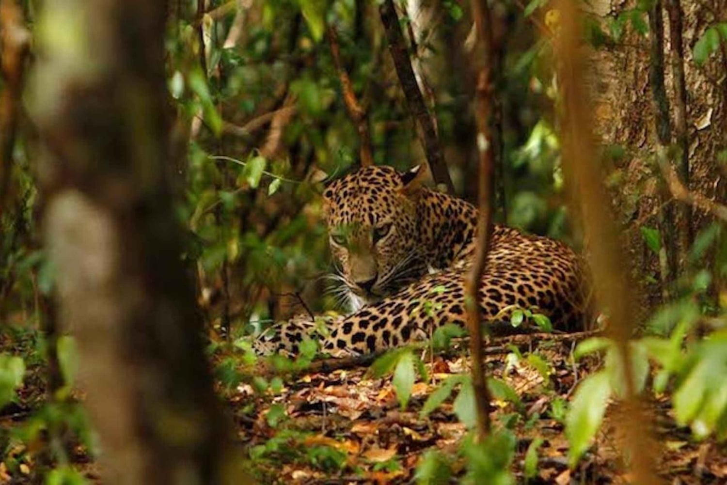 Jaipur: descubre los leopardos ocultos de Jhalana