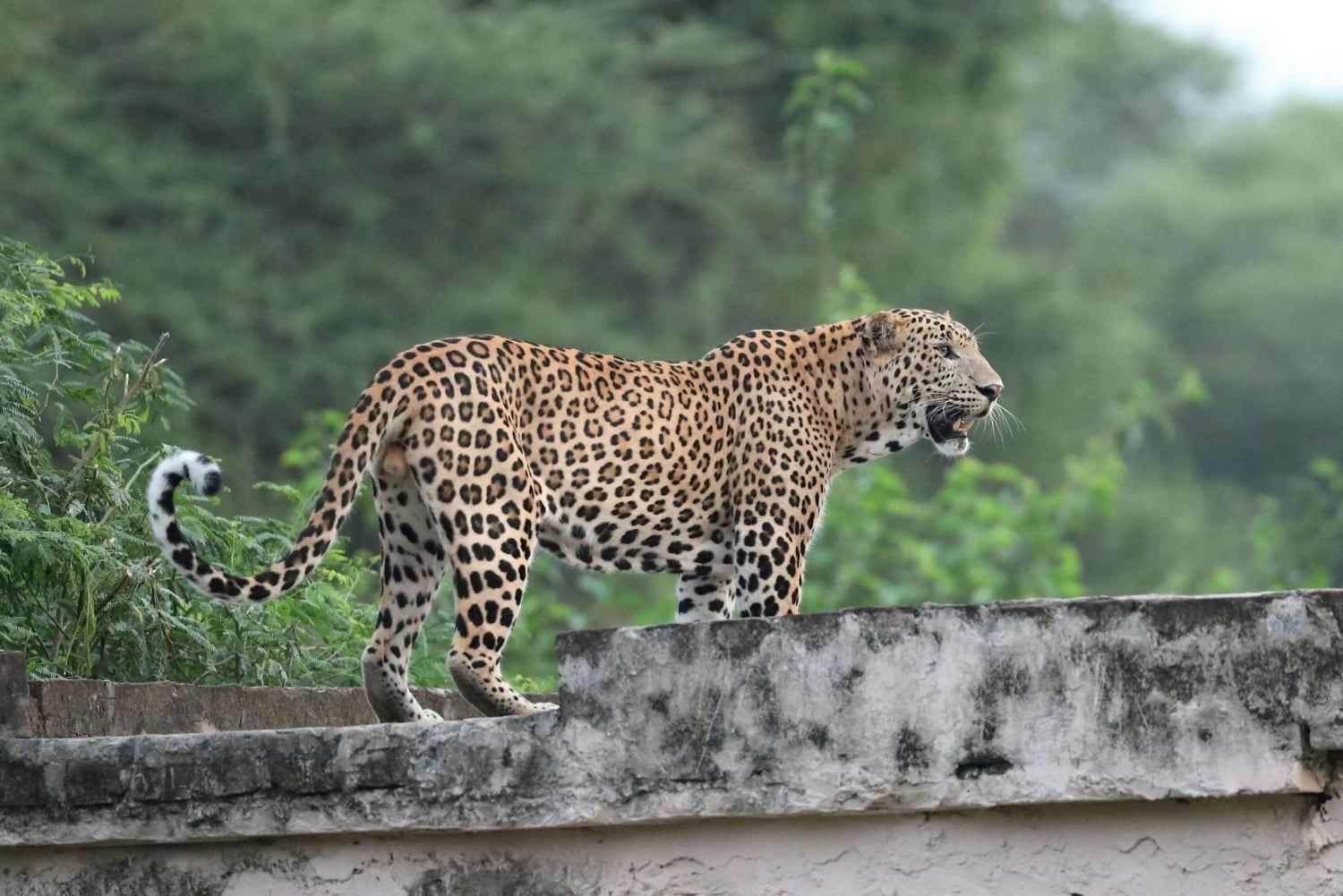 Jaipur: descubre los leopardos ocultos de Jhalana