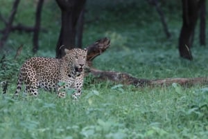 Jaipur: descubre los leopardos ocultos de Jhalana