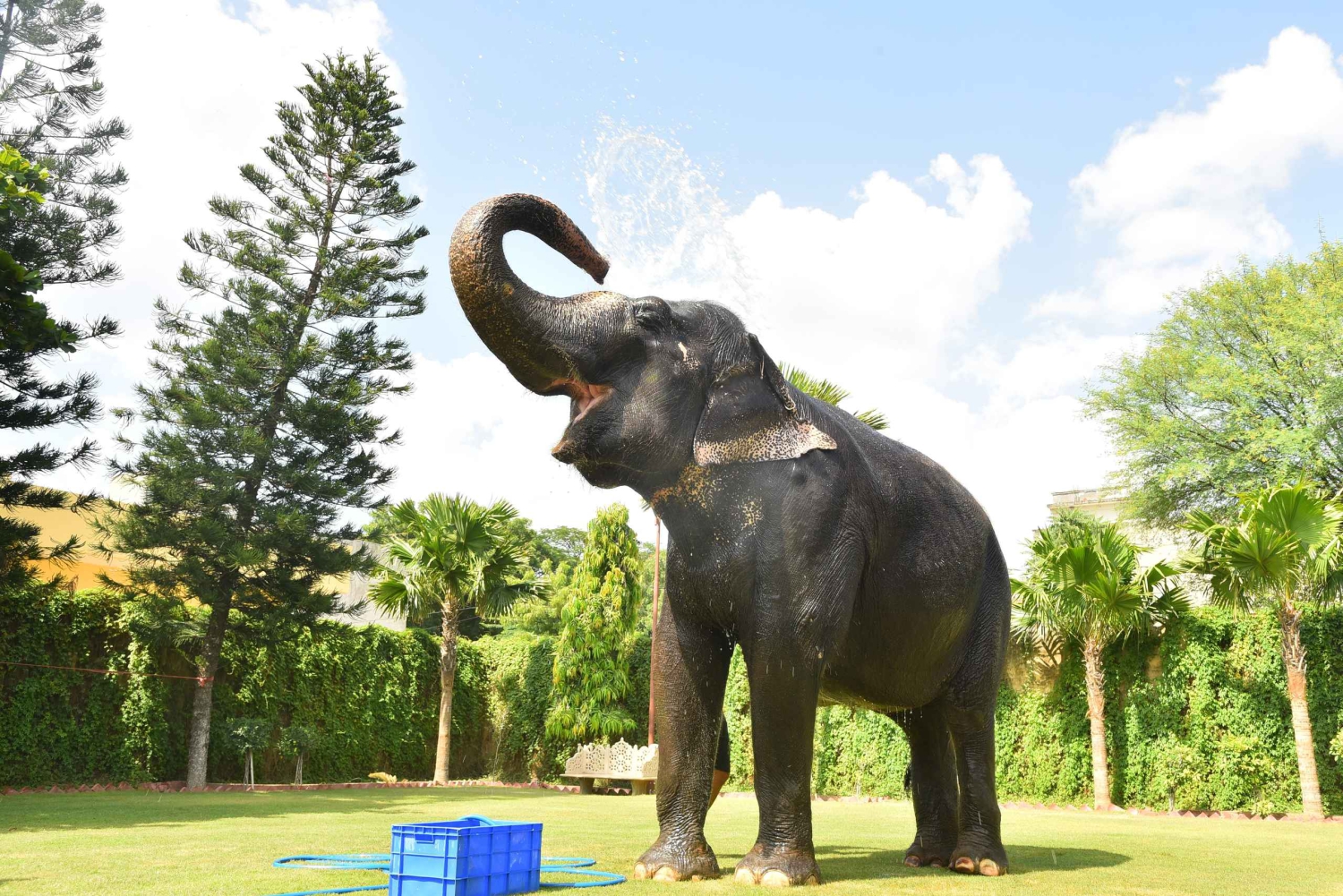 Jaipurin elefanttikokemus: Luo siteitä, tutustu ja opi