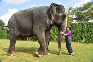 'Experiência com elefantes em Jaipur: Crie laços, conecte-se e aprenda'