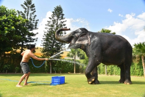 'Jaipur Elephant Experience: Binda, skapa kontakter och lära'