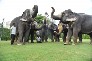 'Jaipur Elephant Experience: Bindung, Verbindung und Lernen'