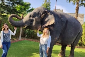 ジャイプール・エレファント体験：絆を深め、つながり、学ぶ