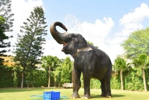 Jaipurin elefanttikokemus: Luo siteitä, tutustu ja opi