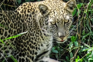 Vanuit Delhi: 4-daagse Gouden Driehoek Tour & Ranthambore Safari