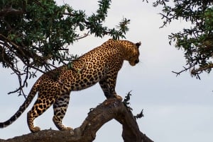 Vanuit Delhi: 4-daagse Gouden Driehoek Tour & Ranthambore Safari