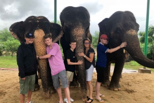 Jaipur: Tur med elefantinteraksjon