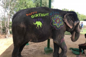 Jaipur: Tur med elefantinteraksjon